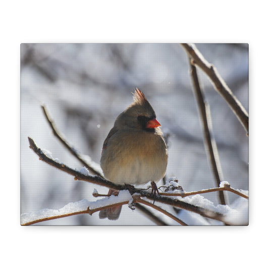 Canvas Print - Soft Ember on a Frosted Branch